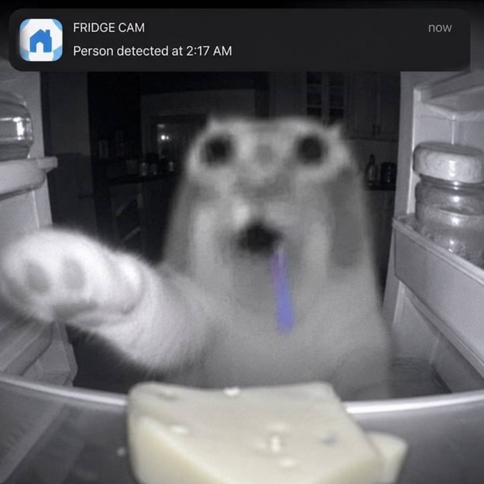 fridge cam, 2:17 am