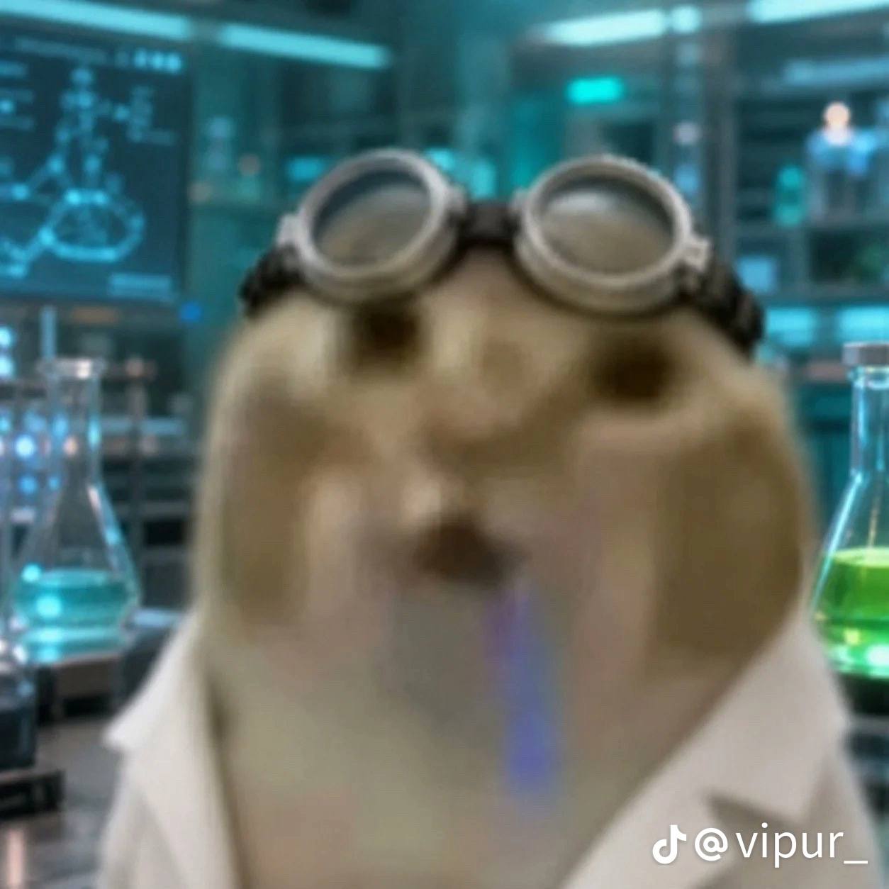 head of research